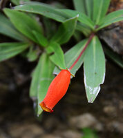 Seemannia sylvatica, flower and leaves covered by calcium carbonate deposits, Bonito, Mato Grosso do Sul, Brazil