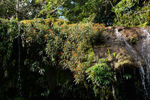 Seemannia sylvatica flowering at the top of a permanent waterfall, Bonito, Mato Grosso do Sul, Brazil