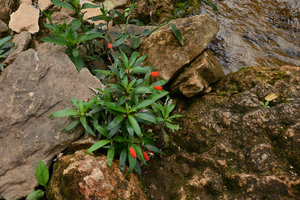 Seemannia sylvatica flowering on a rock, waterfall habitat, Bonito, Brazil