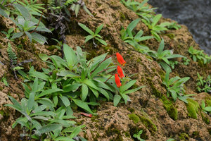 Seemannia sylvatica flowering on a rock, waterfall habitat detail, Bonito, Brazil