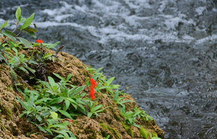Seemannia sylvatica, flowering on mossy rock just above rapids, Bonito, Mato Grosso do Sul, Brazil
