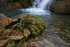 Seemannia sylvatica flowering on travertine rock under the spray of a permanent waterfall, Bonito, Mato Grosso do Sul, Brazil