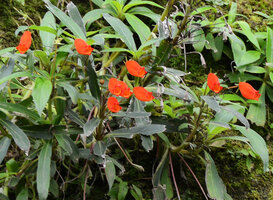 Seemannia sylvatica, flowering stems, Bonito, Mato Grosso do Sul, Brazil