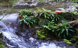 Seemannia sylvatica on a limestone rocks emerging from rapids, Bonito, Mato Grosso do Sul, Brazil