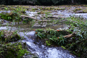 Seemannia sylvatica on small limestone rocks emerging from rapids, Bonito, Mato Grosso do Sul, Brazil