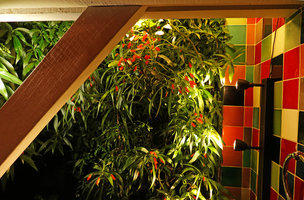 Seemannia sylvatica, reds and greens in the P. Blanc and P. Heni bathroom vertical garden