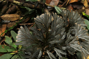 Selaginella intermedia,close up of the brown form, the brown color originating in carotenoid pigments of rhodoxanthin group and not in anthocyans as in Angiosperms, Endau Rompin NP, Malaysia