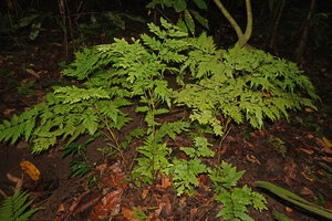 Selaginella bamleri, a tall shrubby species with self standing erect main stem issued from unequal dichotomy, G. Meja, Manokwari, West Papua