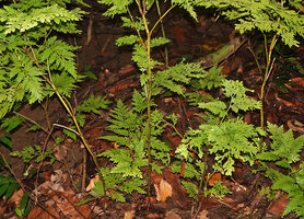 Selaginella bamleri, unique robust main thick erect stem issued from successive unequal dichotomies, the smaller pseudo-lateral stems drying out and finally shedding, G. Meja, Manokwari, West Papua.