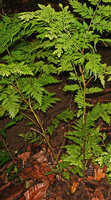 Selaginella bamleri, vertical robust main stem due to successive unequal dichotomies, G. Meja, Manokwari, West Papua.