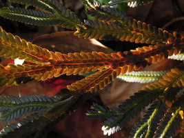 Selaginella intermedia, brown form, microphylls close-up, Trengganu, Malaysia