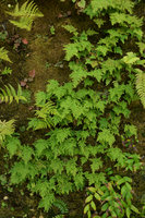 Selaginella involvens on the Green Bridge, Kanazawa, Sept. 2012