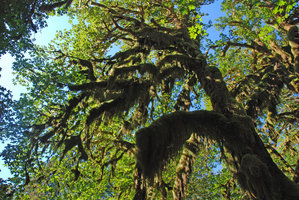 Selaginella oregana, as an epiphyte covering the mapple branches, Olympic NP, Washington, USA
