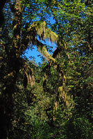 Selaginella oregana, epiphytic covering tree branches like mosses, Olympic NP, Washington, USA
