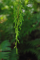Selaginella oregana, epiphytic hanging from a tree branch, Olympic NP, Washington, USA