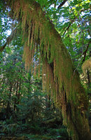 Selaginella oregana, epiphytic hanging from a tree trunk, Olympic NP, Washington, USA