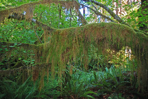 Selaginella oregana, epiphytic on lower tree branches, Olympic NP, Washington, USA
