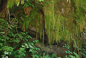 Selaginella oregana, hanging from rock ledges, Olympic NP, Washington, USA