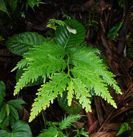 Selaginella rechingeri, Imbu Rano, Kolombangara, Solomon Islands