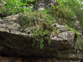 Selaginella sanguinolenta covering a limestone boulder, Western Hill, Kunming, China