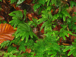 Selaginella stipulata etc, Kanching
