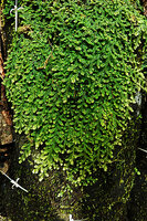 Selaginella strigosa much branched stems appressed to a rock in a small waterfall partly dry, Kaeng Krachan NP, Thailand