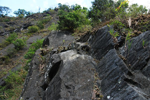 Selaginella tamariscina, biotop, taroko, Taiwan