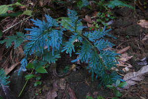 Selaginella willdenowii, bright blue iridescence, Khao Lak NP, Phang Nga, Thailand