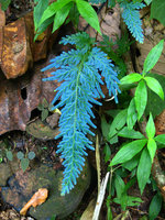 Selaginella willdenowii, bright blue iridescence, maybe an aposematic or repulsive color for herbivores, Selangor, Malaysia