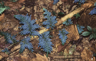 Selaginella willdenowii, Kanching FR, Selangor, Malaysia