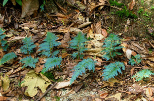 Selaginella willdenowii, Selangor, Malaisie Sept 07 