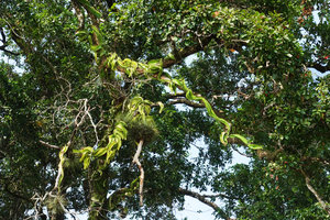 Selenicereus testudo, an epiphytic cactus along the river, Petexbatun, Peten, Guatemala