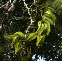Selenicereus testudo, an epiphytic cactus curling up around tree branches like an emerald tree boa, Petexbatun, Peten, Guatemala