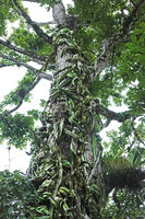Selenicereus testudo embracing a tree trunk, San Ignacio, Belize