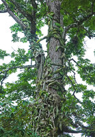Selenicereus testudo, stems appressed to tree trunk due to thigmotropism then firmly fixed thanks to adventitious roots, San Ignacio, Belize