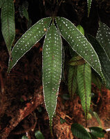 Selliguea albidosquamata, frond with white spots around hydathodes, Tari, 2000 m asl, Hela, Papua New Guinea