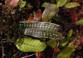 Selliguea albidosquamata, juvenile entire frond with white spots, Tari, 2000 m asl, Hela, Papua New Guinea