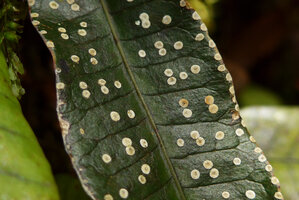 Selliguea albidosquamata, part of entire juvenile frond with white spots, Tari, 2000 m asl, Hela, Papua New Guinea