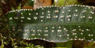 Selliguea albidosquamata, white spots, Tari, 2000 m asl, Hela, Papua New Guinea