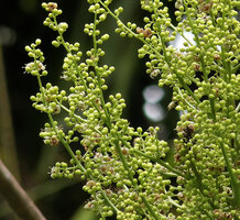 Semecarpus lineatus, small flowers with five petals, way to Danum Valley, Sabah, Borneo