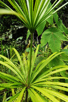 Semecarpus lineatus, succession of two discs of whorled leaves, way to Danum Valley, Sabah, Borneo