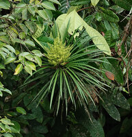 Semecarpus lineatus, terminal much branched inflorescence, way to Danum Valley, Sabah, Borneo