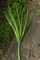 Semecarpus lineatus, the last pseudo verticil, all the young leaves at the same stage of growth, way to Danum Valley, Sabah, Borneo