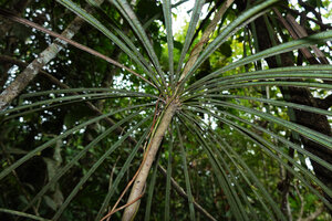 Semecarpus lineatus, whorl of linear leaves and naked stem just below and just above the leal whorl, way to Danum Valley, Sabah, Borneo