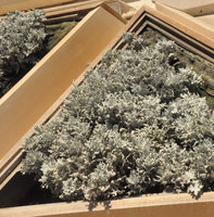 Senecio cineraria, KAFD Conference Center, Riyadh, Saudi Arabia