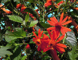 Pseudogynoxys chenopodioides (syn. Senecio confusus)