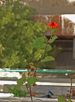 Pseudogynoxys chenopodioides (syn. Senecio confusus) blooming at Le Nouvel, Kuala Lumpur