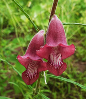 Sesamum calycinum, flowers, Katavi NP, Tanzania