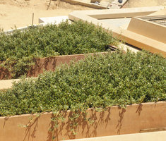 Sesuvium portulacastrum, KAFD Conference Center, Riyadh, Saudi Arabia
