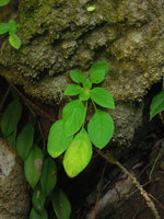 Shade avoidance of leaves  through indefinite petiole elongation in a Gesneriaceae species on a vertical limestone cliff, Trang, Thailand